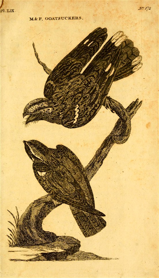 n586_w1150