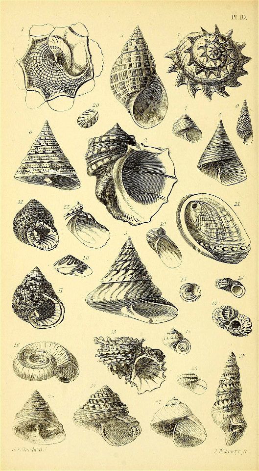 n569_w1150