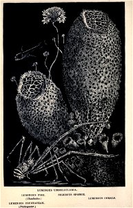 n191_w1150