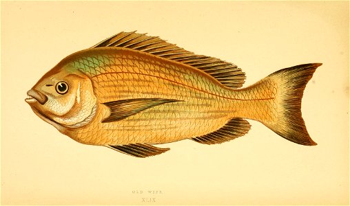 n333_w1150