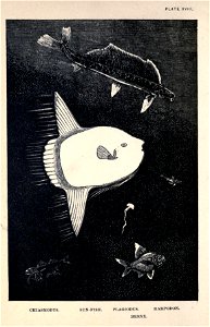 n155_w1150
