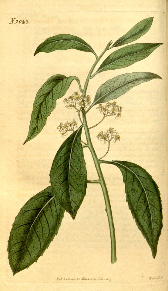 n55_w1150