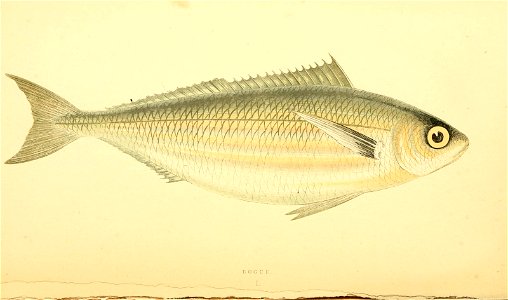 n338_w1150