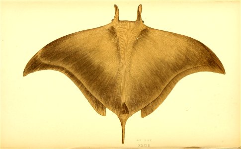n218_w1150