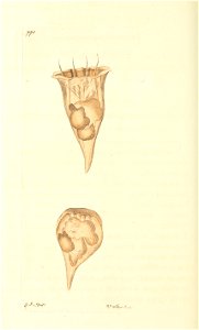 n239_w1150