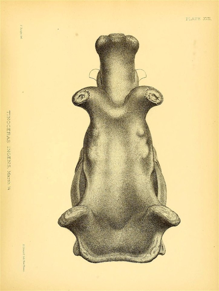 n334_w1150
