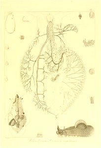 n128_w1150