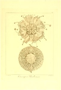 n292_w1150
