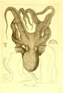 n8_w1150