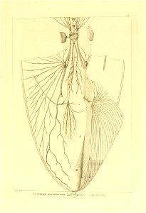 n66_w1150