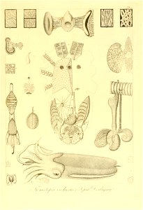 n36_w1150