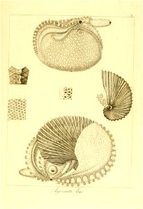 n20_w1150