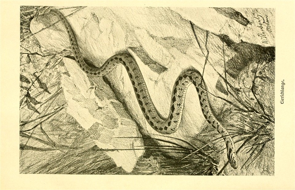 n502_w1150