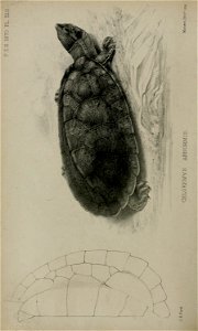 n819_w1150