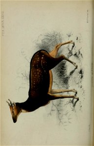 n459_w1150