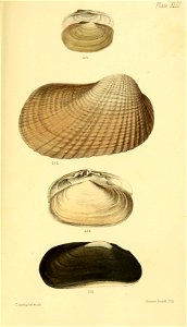 n596_w1150
