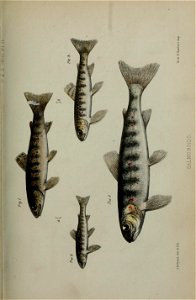n54_w1150