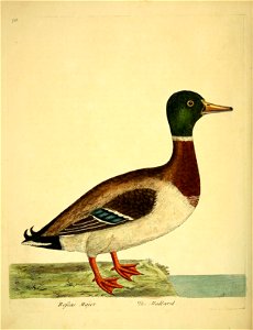 n305_w1150