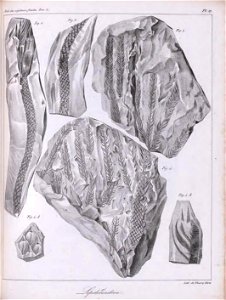 n466_w1150