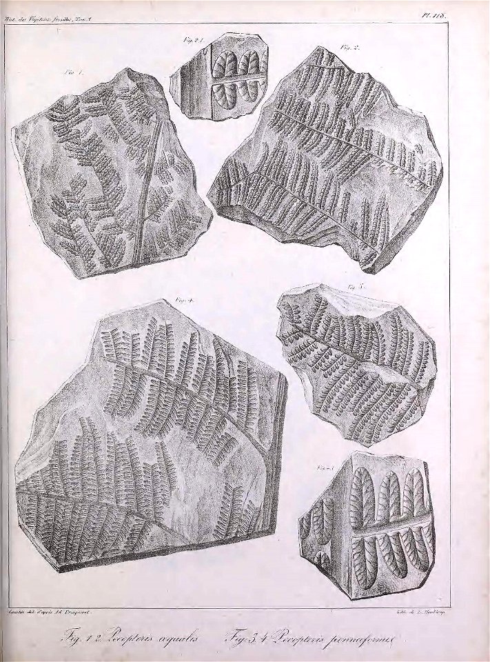 n336_w1150