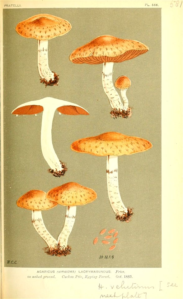 n508_w1150