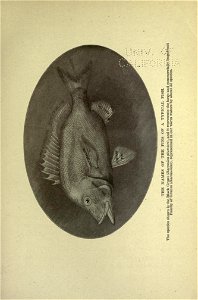 n188_w1150