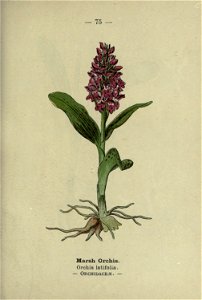 n158_w1150