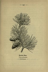n306_w1150