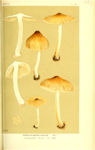 n556_w1150