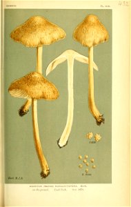 n568_w1150