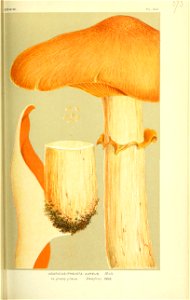 n338_w1150