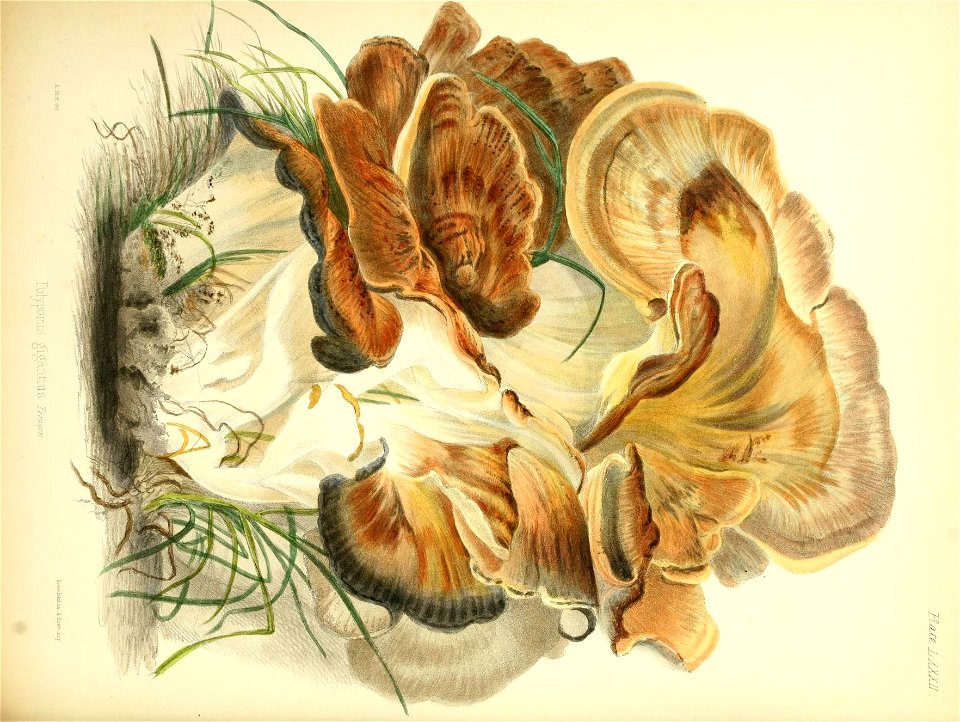 n353_w1150