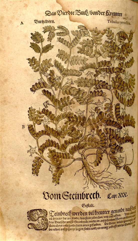 n888_w1150