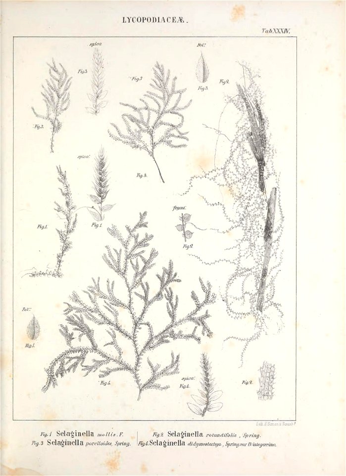 n392_w1150