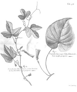 n533_w1150