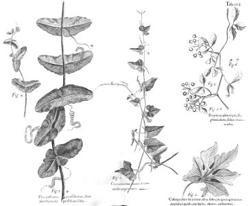 n577_w1150