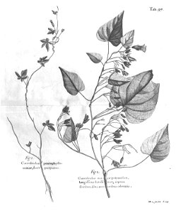 n532_w1150