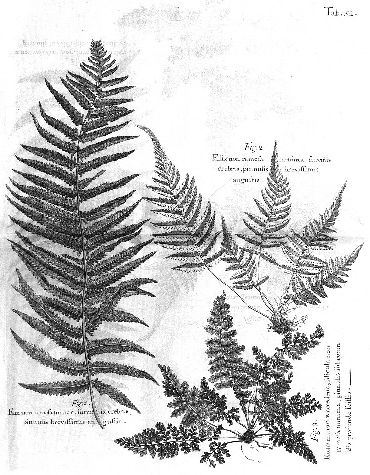 n487_w1150