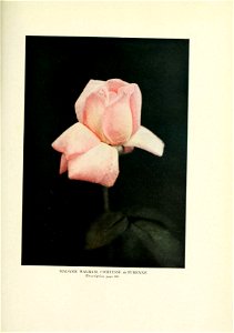 n434_w1150
