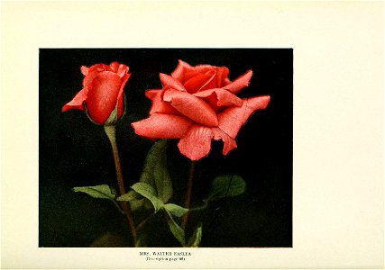 n458_w1150