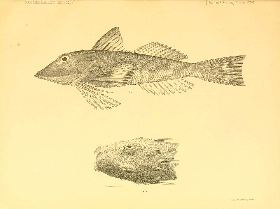 n344_w1150