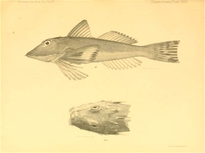n344_w1150