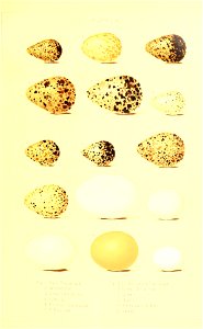 n132_w1150