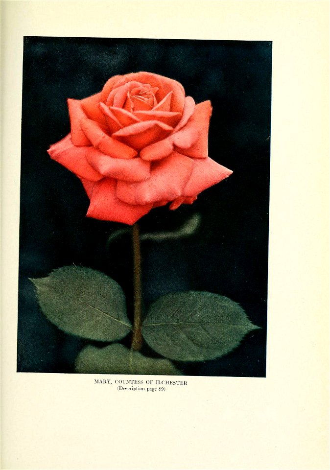 n438_w1150