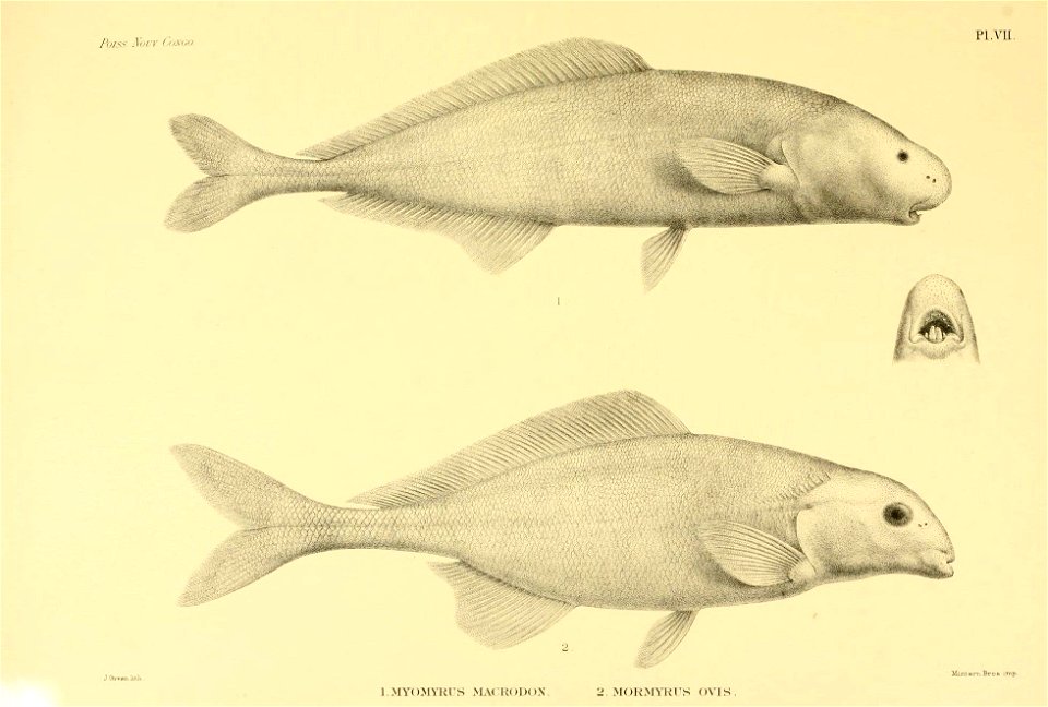 n36_w1150