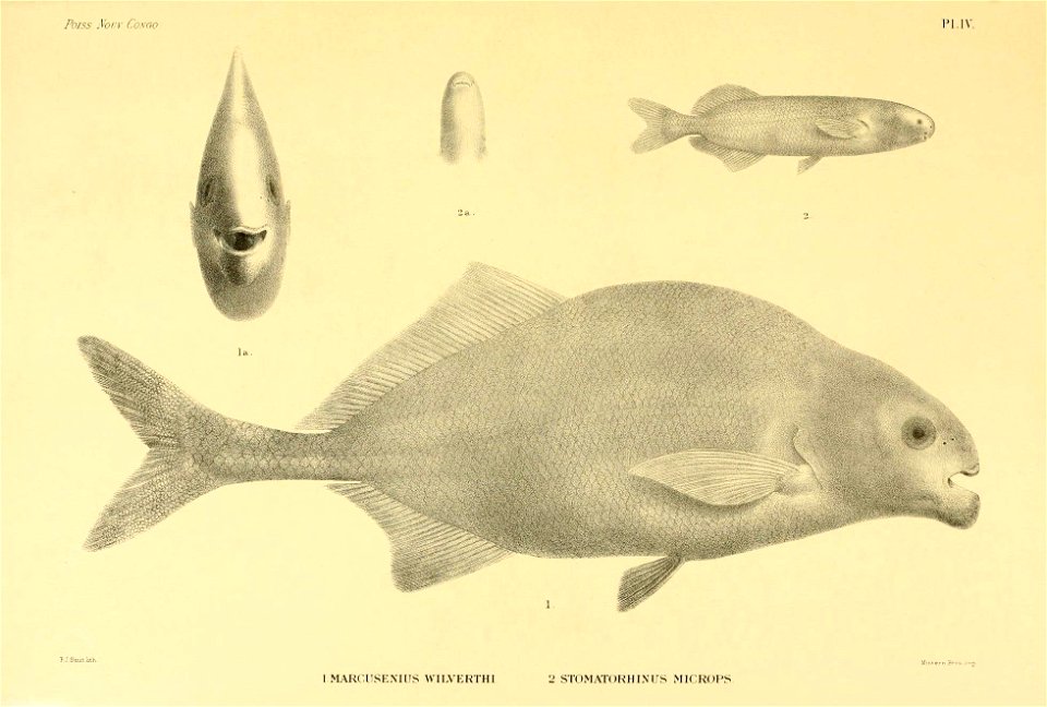 n30_w1150