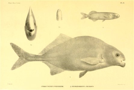 n30_w1150
