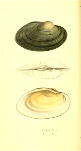 n117_w1150