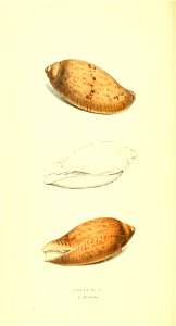 n99_w1150