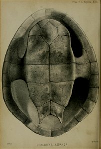 n441_w1150